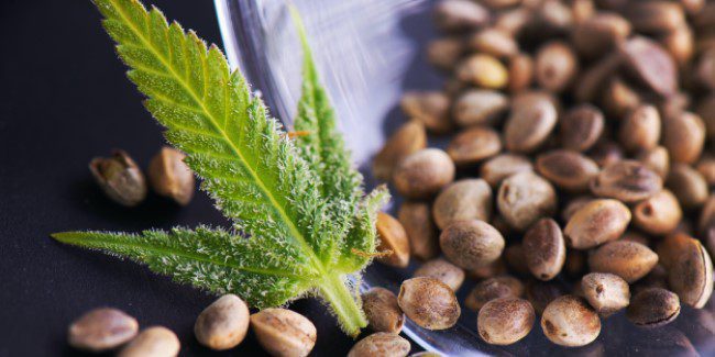  Store Cannabis Seeds Long Term