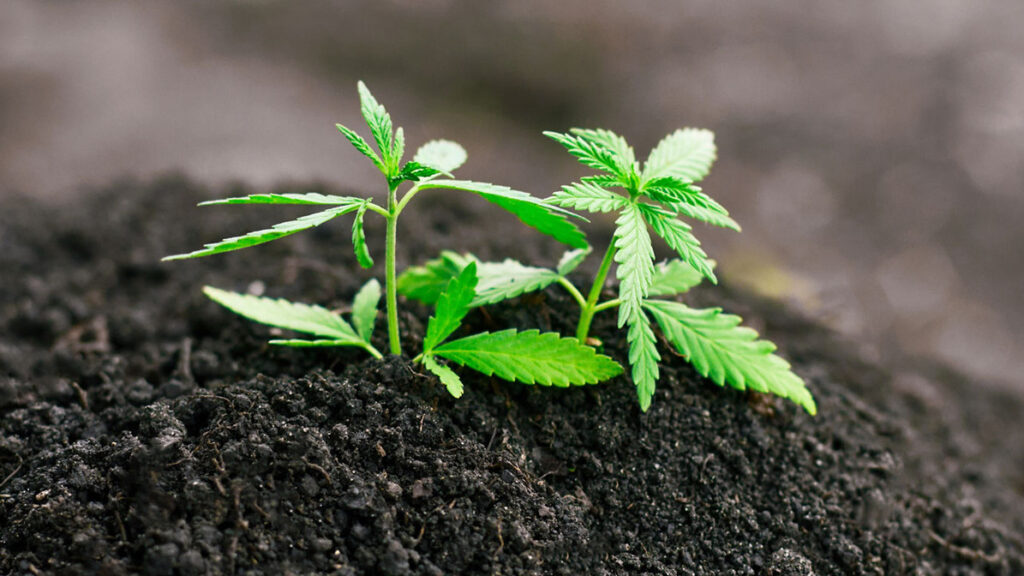 Cannabis Seed Soil Preparation for Healthy Plan