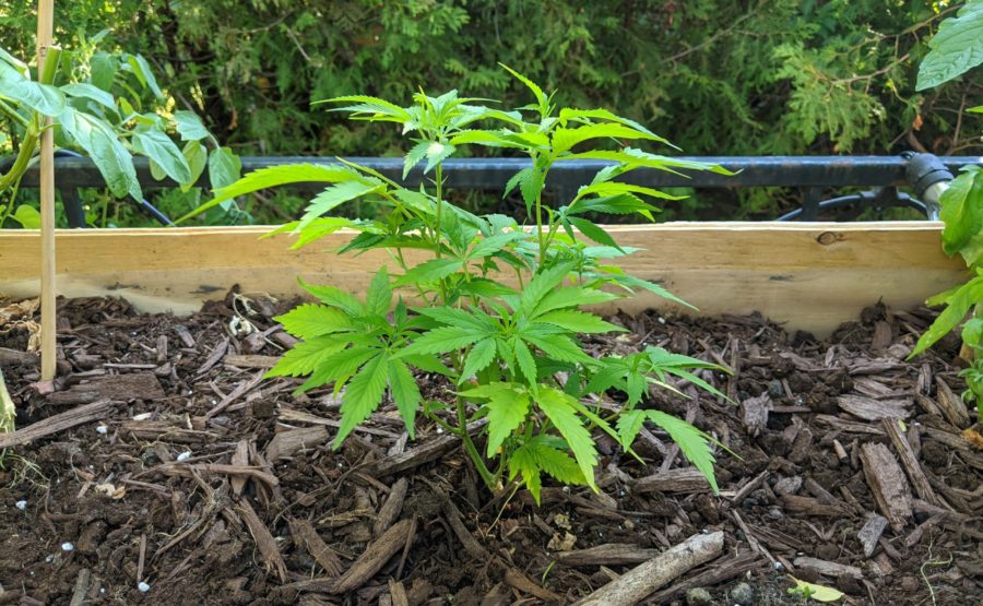 Optimizing Soil Health for Cannabis Cultivation